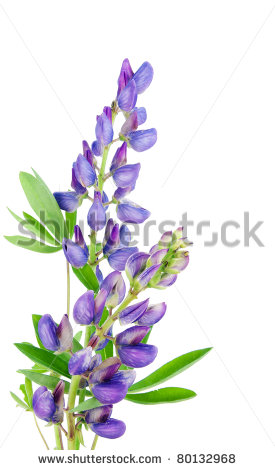 Lupine Clipart Violet Tiny Lupine Flower