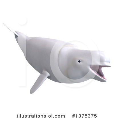 Beluga Whale Clipart Royalty Free  Rf  Beluga Whale