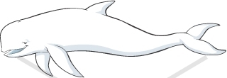 Beluga Whale Clipart Stock Vector Realistic Beluga