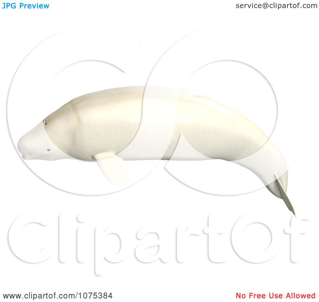 Clipart 3d White Male Beluga Whale 4   Royalty Free Cgi Illustration