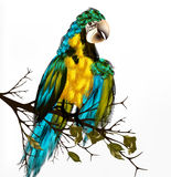 Colorful Vector Realistic Tropical Bird Sit A Branch On White Stock