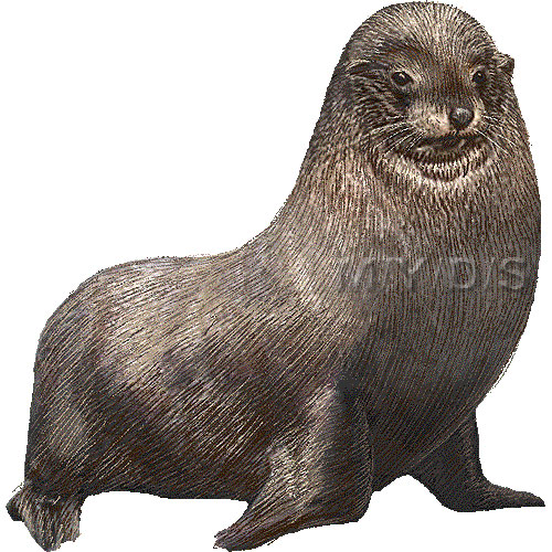 Fur Seal Clipart Graphics  Free Clip Art