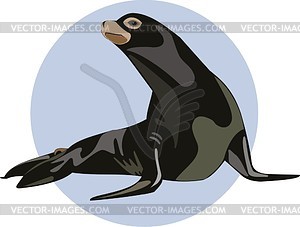 Fur Seal   Vector Clipart