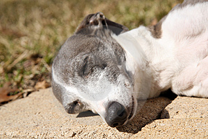 Greyhound Sleeping In The Sun Stock Photography   Image  4405522
