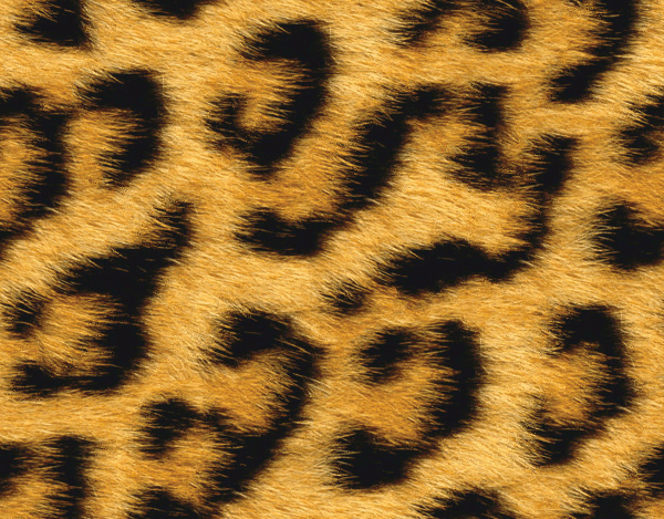 Pin Fur Leopard Print Hd Wallpaper Color Palette Tags Animals Patterns