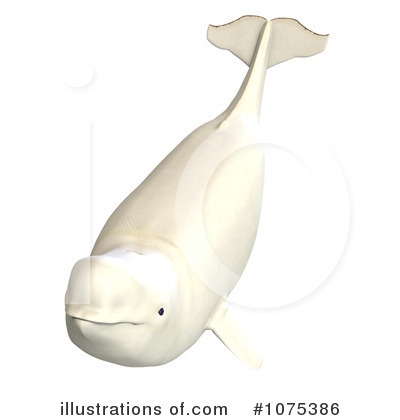 Royalty Free  Rf  Beluga Whale Clipart Illustration By Ralf61   Stock