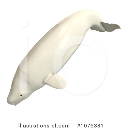 Royalty Free  Rf  Beluga Whale Clipart Illustration By Ralf61   Stock