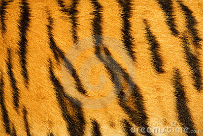 Tiger Fur Texture Tiger Fur Texture Royalty Free