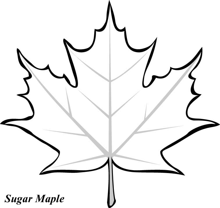 17 Maple Leaf Drawing Free Cliparts That You Can Download To You