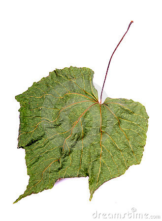 Dry Leaf Diagram Royalty Free Stock Photo   Image  11205805