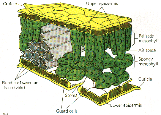 Leaf Anatomy Diagram Pictures   Photo Of Plant Leaf Structure Diagram