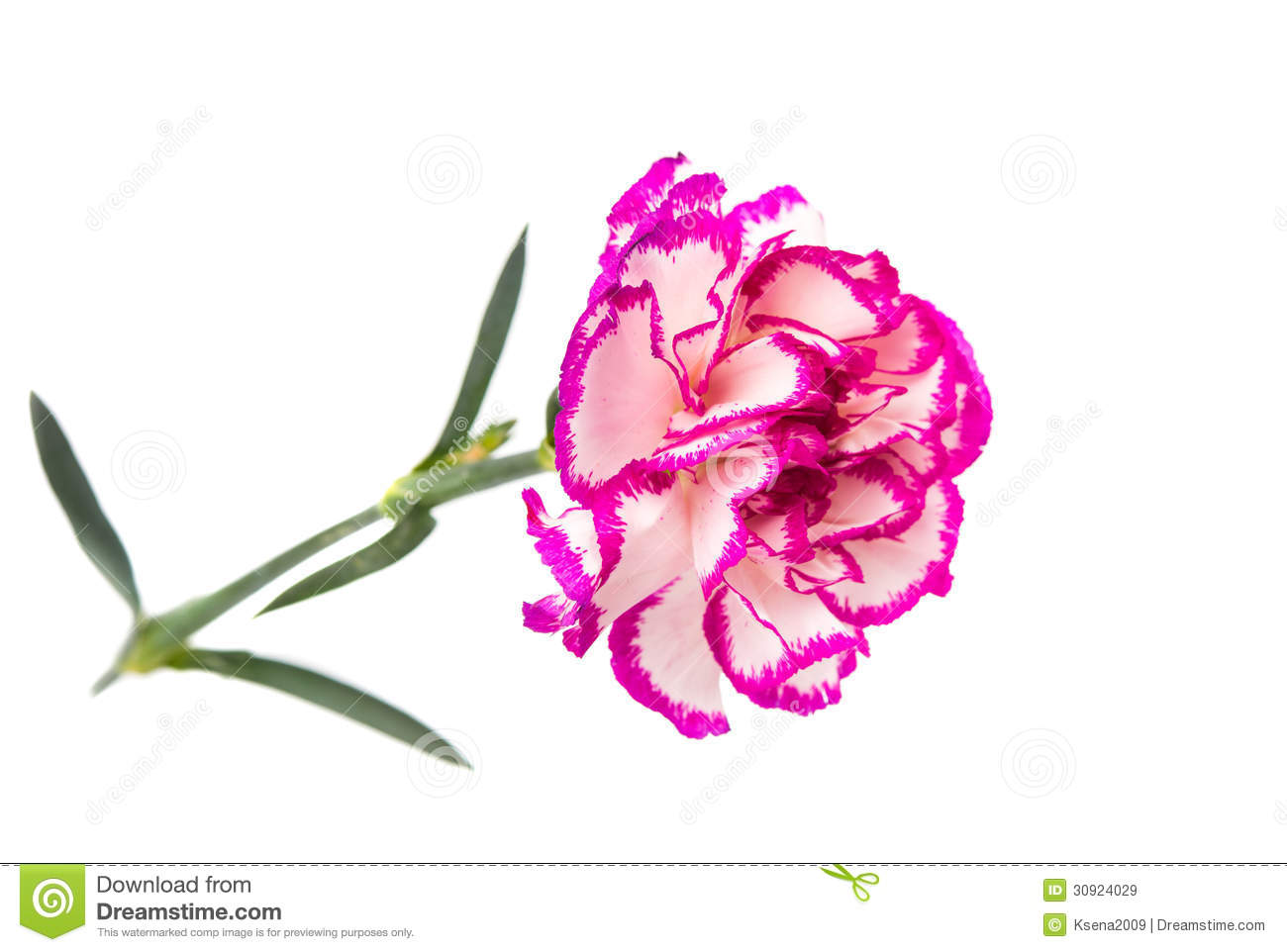 Carnation Isolated Royalty Free Stock Images   Image  30924029
