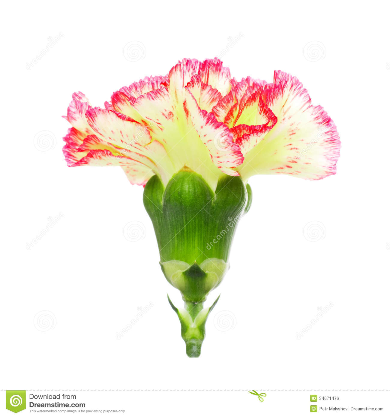 Pink And Yellow Carnation Royalty Free Stock Image   Image  34671476