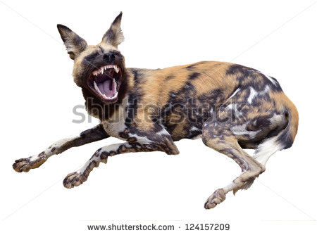 African Wild Dog  Lycaon Pictus  Lying On The Ground Showing Its Teeth