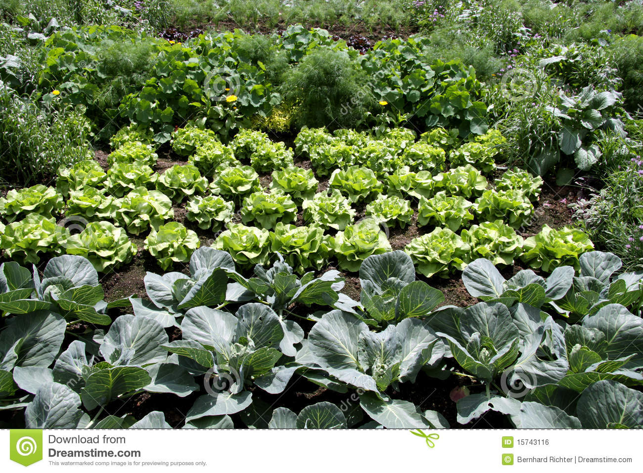Displaying 20  Images For   Rows Of Vegetables Clipart   