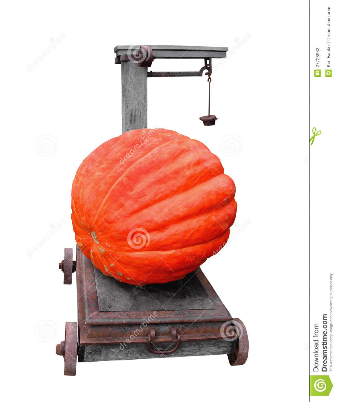 Large Pumpkin On A Cart Scale Isolated  Stock Photos   Image  27726963