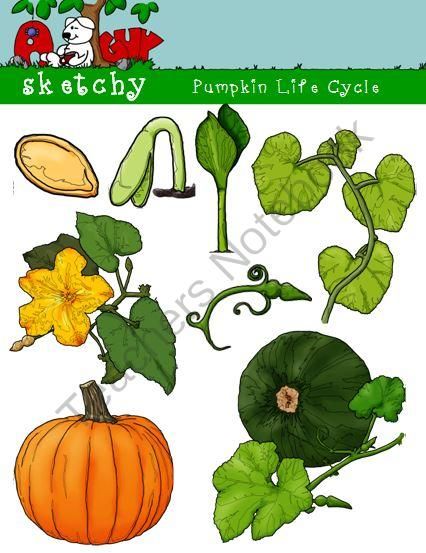 Pumpkin Life Cycle Clipart Graphic   300dpi Color Grayscale Black    