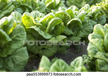     Rows Clipart Stock Photo   Rows Of Chicory Growing In Vegetable Garden