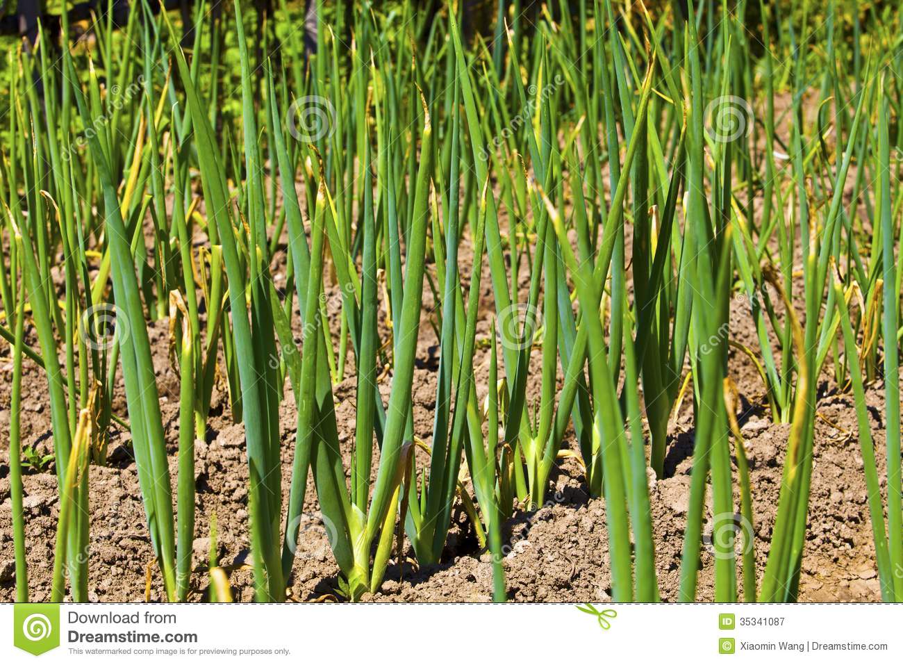 The Rows Of Green Spring Onion Grew Up In A Vegetable Garden 