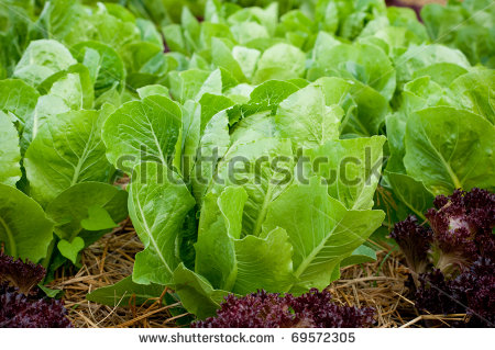 Vegetable Garden Rows Clipart Growing Lettuce In Rows In The