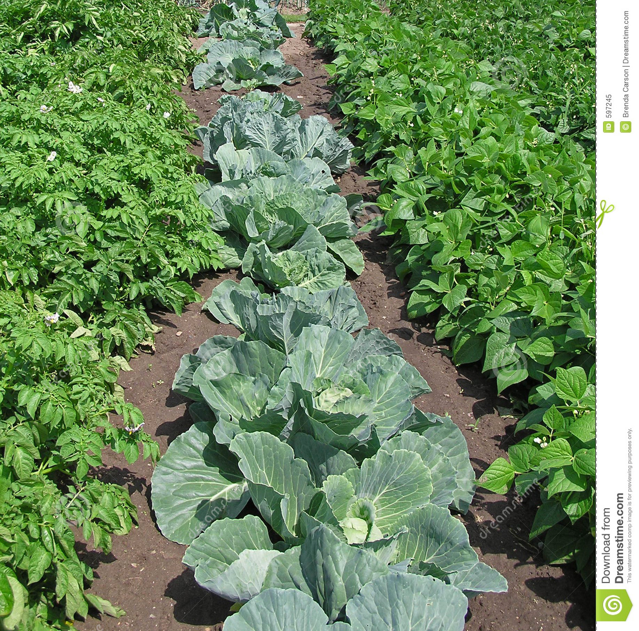 Vegetable Garden Royalty Free Stock Photo   Image  597245