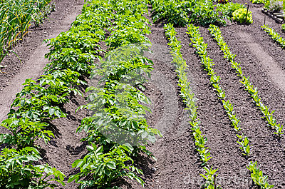 Vegetable Garden With Rows Of Potato Plants And Other Growing