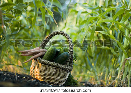 Vegetable Rows Clipart Picture   Basket Of Organic Vegetables In Rows    