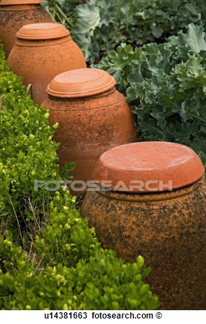 Vegetable Rows Clipart Stock Photo   Row Of Terracotta Cloches In