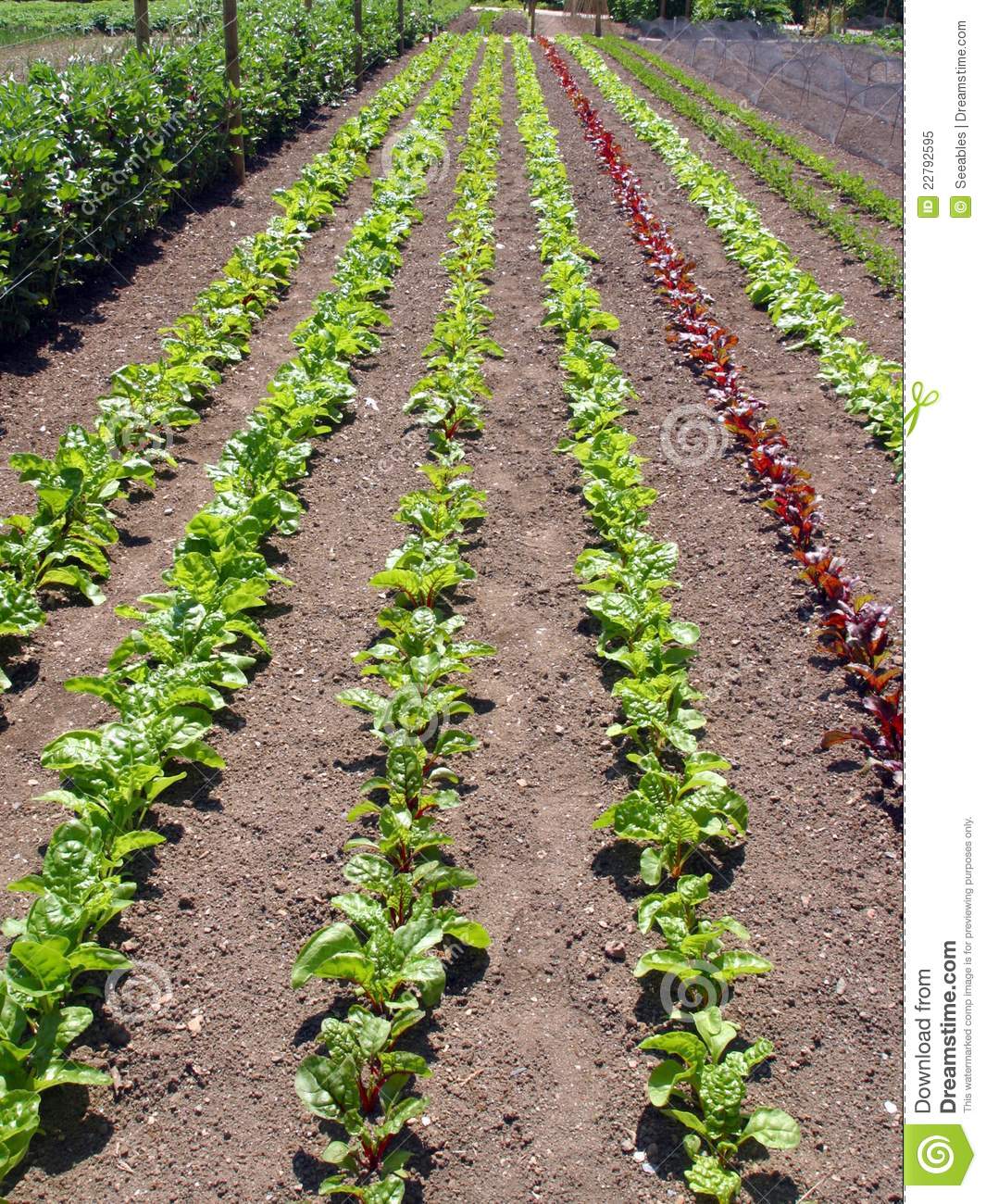 Vegetable Rows Royalty Free Stock Photo   Image  22792595