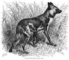 Wolves   Wild Dogs On Pinterest   Wild Dogs Hunting Dogs And Africans