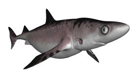 Big Aggressive Shark Stock Vectors Illustrations   Clipart