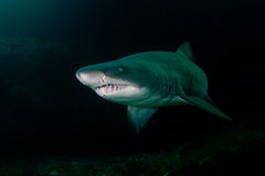 Ragged Tooth Shark In Aliwal Shoal South Africa Stock Photo