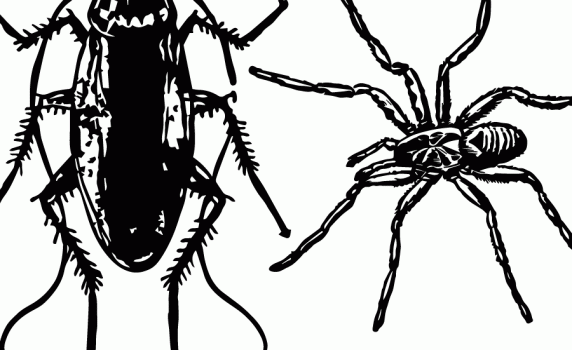 Two Gross Halloween Clip Art Images Of Cockroaches And A Tarantula