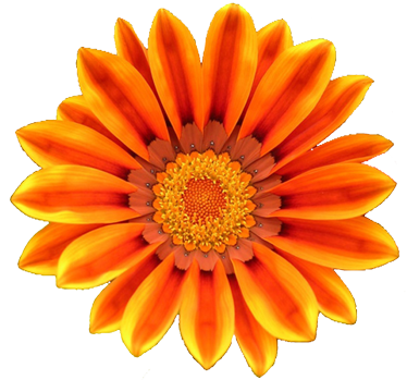 Orange Flower Clipart Orange Flowers Clip Art Orange