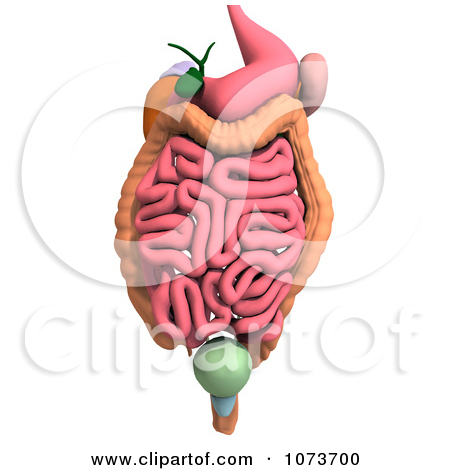 Royalty Free  Rf  Clipart Illustration Of A Stomach By Lal Perera