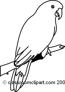 Animals   Parrot Bw66 09 1r   Classroom Clipart