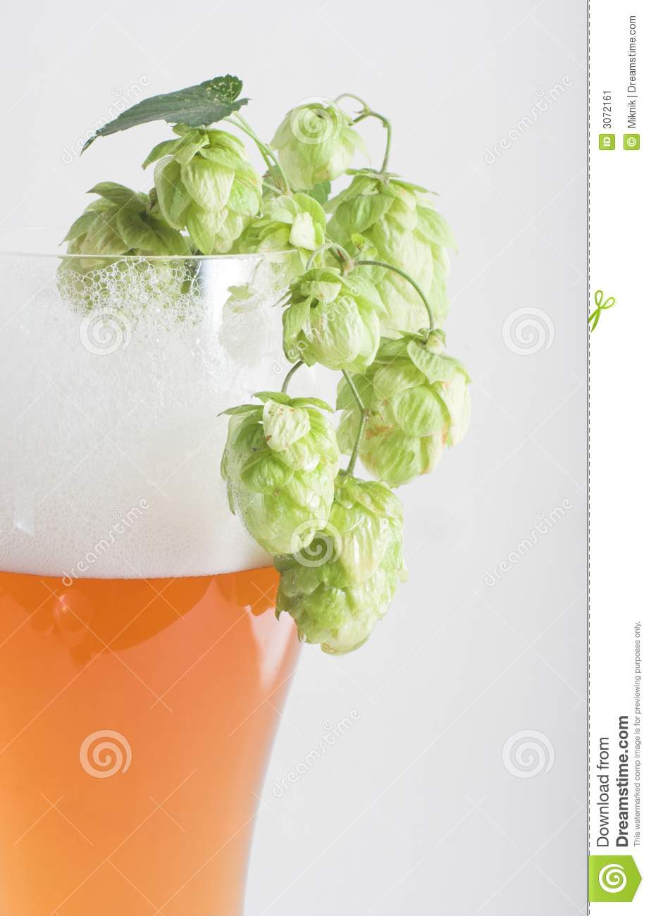 Beer And Hop Stock Image   Image  3072161