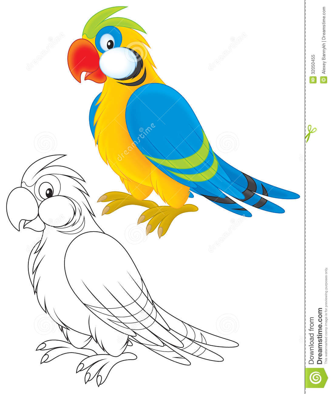 Parrot Color And Black And White Outline Illustrations On A White
