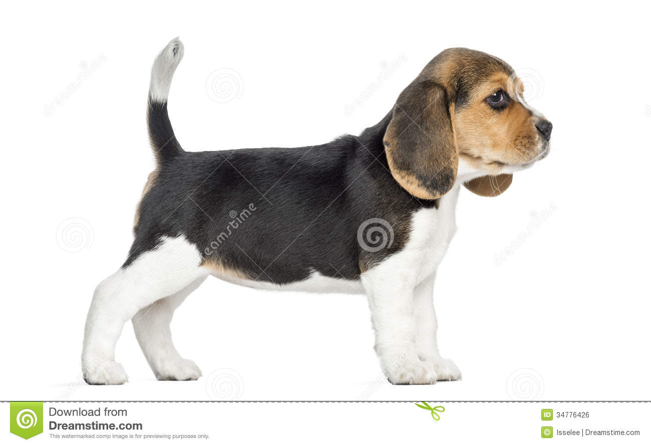 Side View Of A Beagle Puppy Standing Isolated Royalty Free Stock