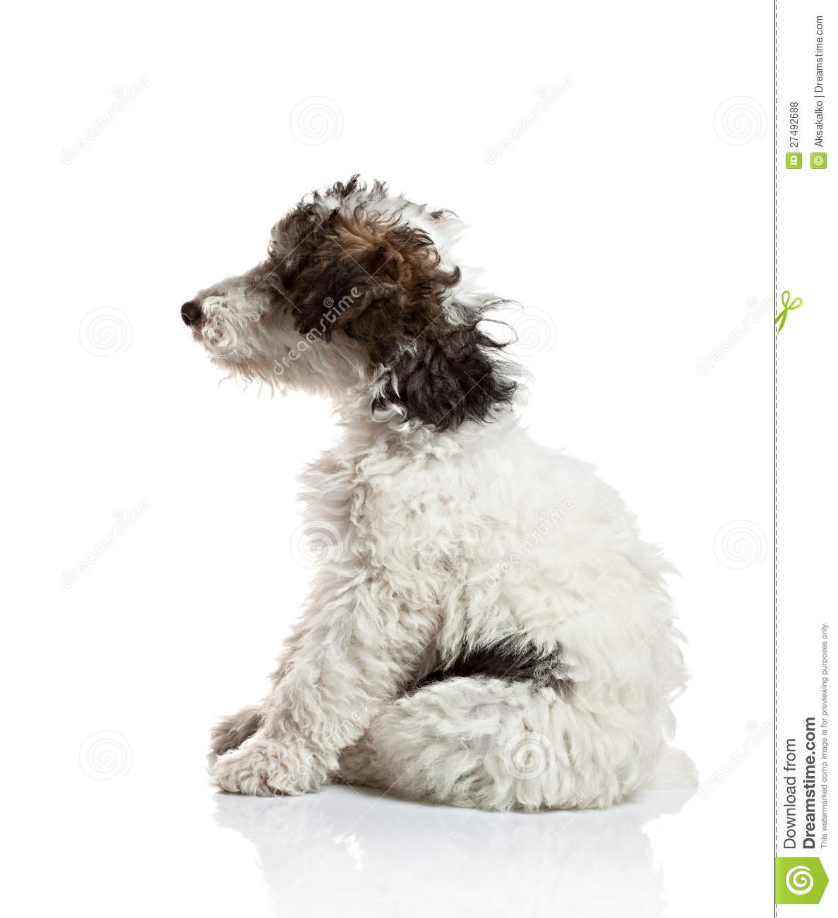 Fox Terrier Puppy Side View Royalty Free Stock Photos   Image
