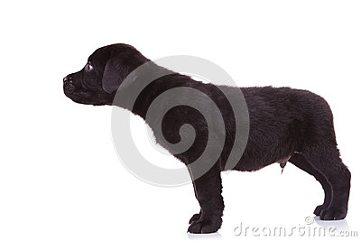 Labrador Retriever Puppy Dog Sniffing Something Stock Photos   Image