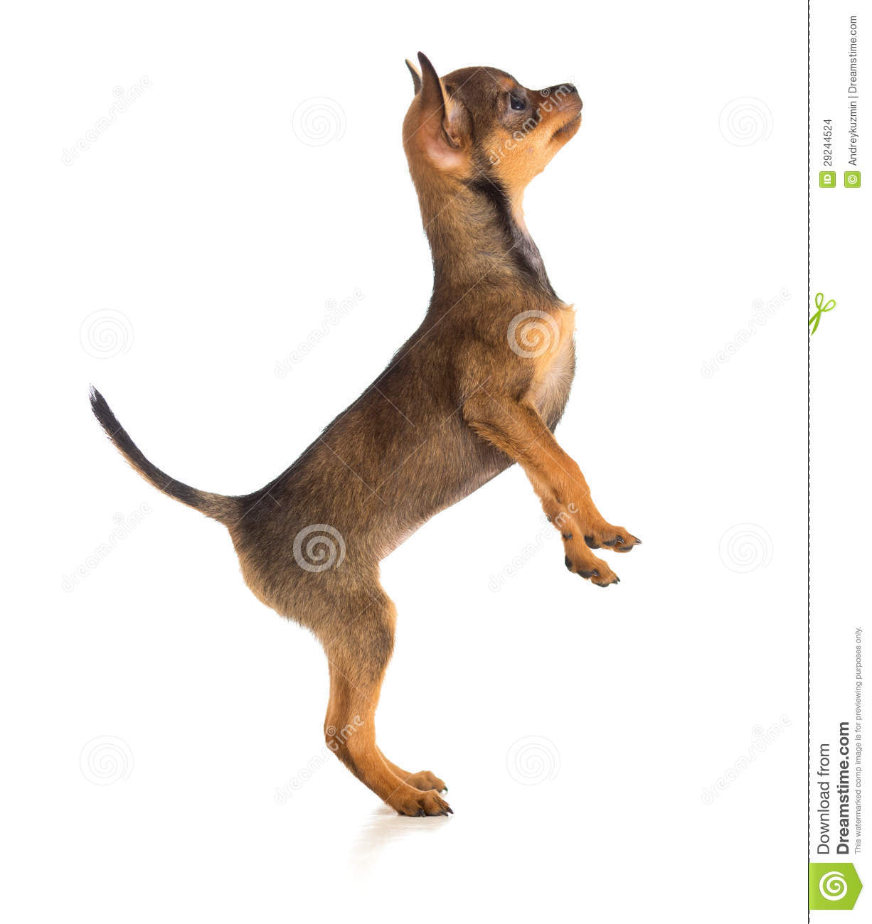 More Similar Stock Images Of   Standing Dog Side View