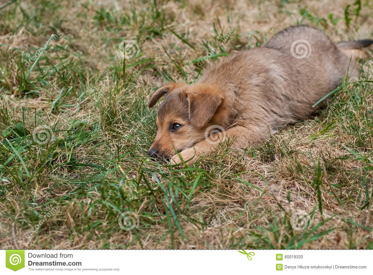 Puppy Stock Photo   Image  60019333