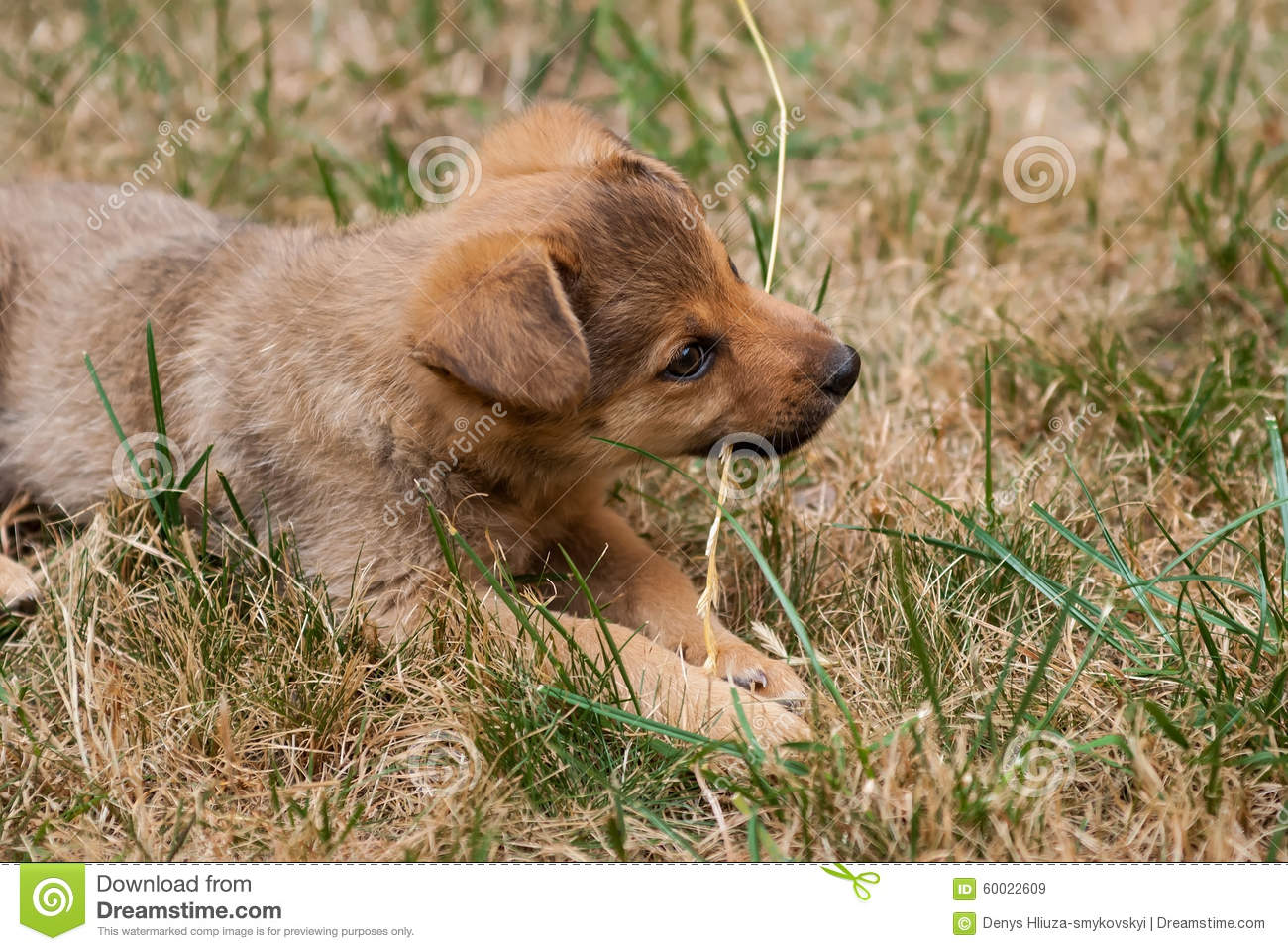 Puppy Stock Photo   Image  60022609