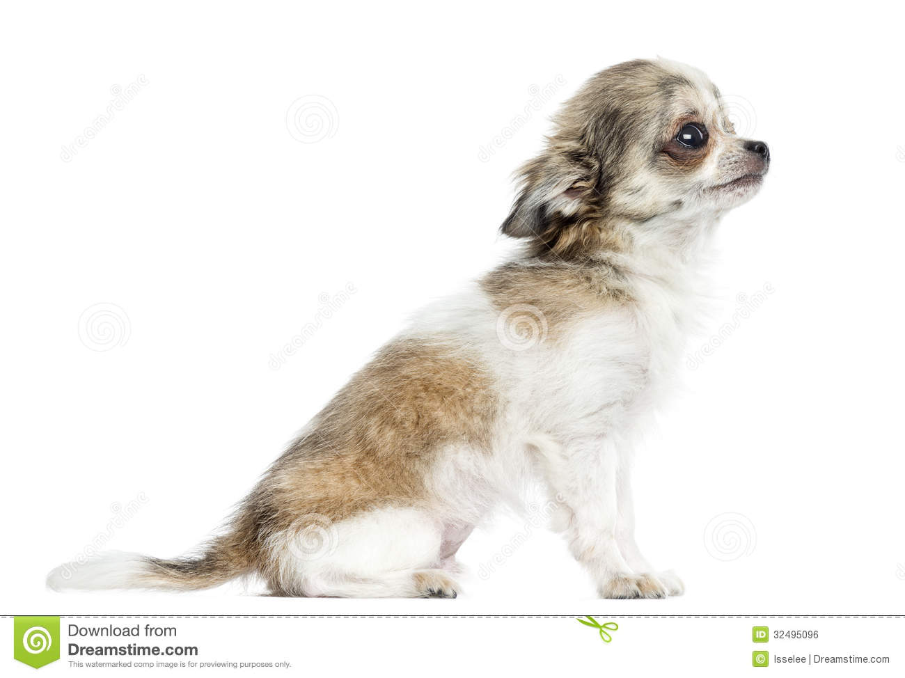 Side View Of A Chihuahua Puppy 5 Months Isolated Royalty Free Stock