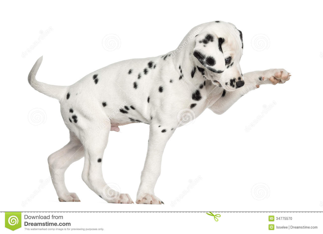 Side View Of A Dalmatian Puppy Pawing Up Isolated Stock Photo   Image