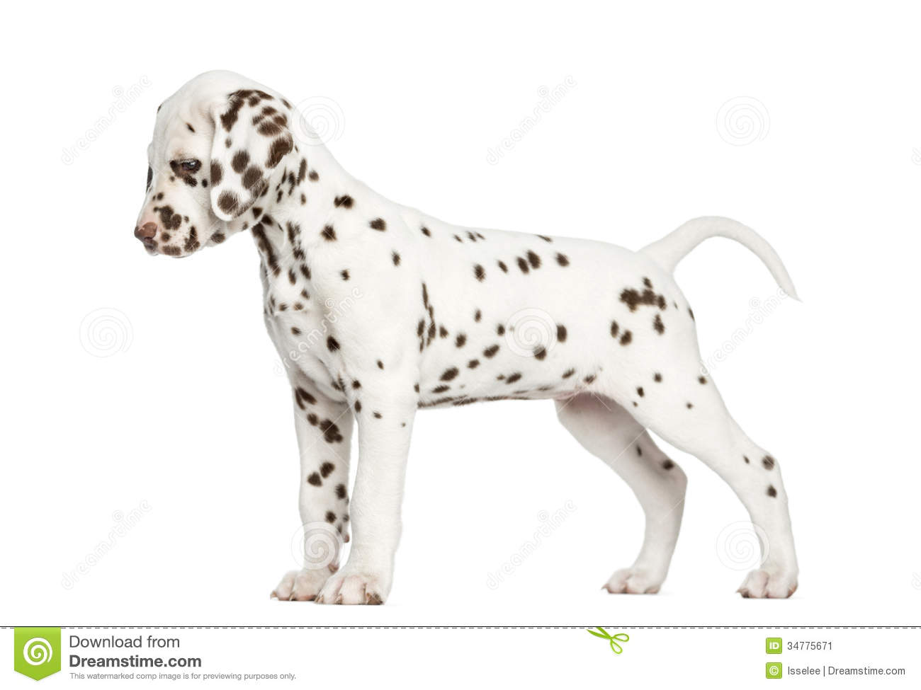 Side View Of A Dalmatian Puppy Standing Up Looking Down Isolated On