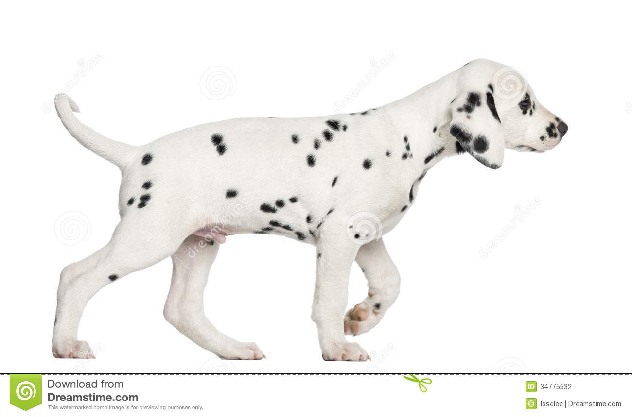 Side View Of A Dalmatian Puppy Walking Isolated Stock Photography
