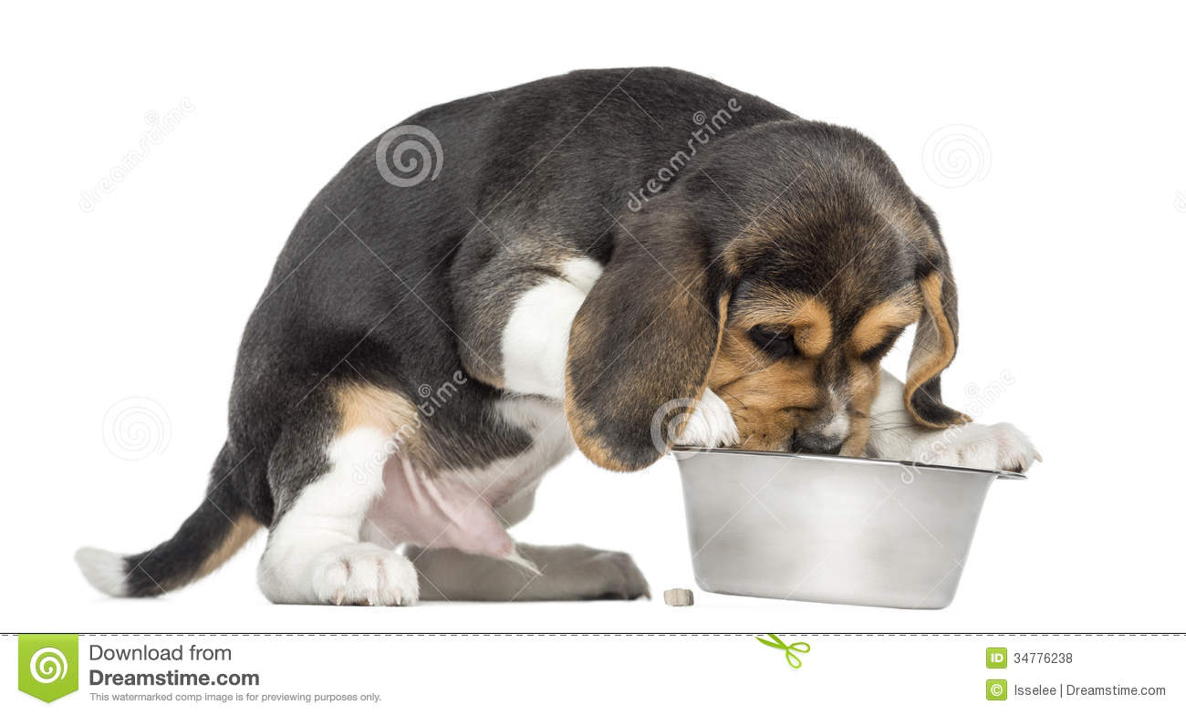 Side View Of A Hungry Beagle Puppy Eating From A Bowl Isolated On