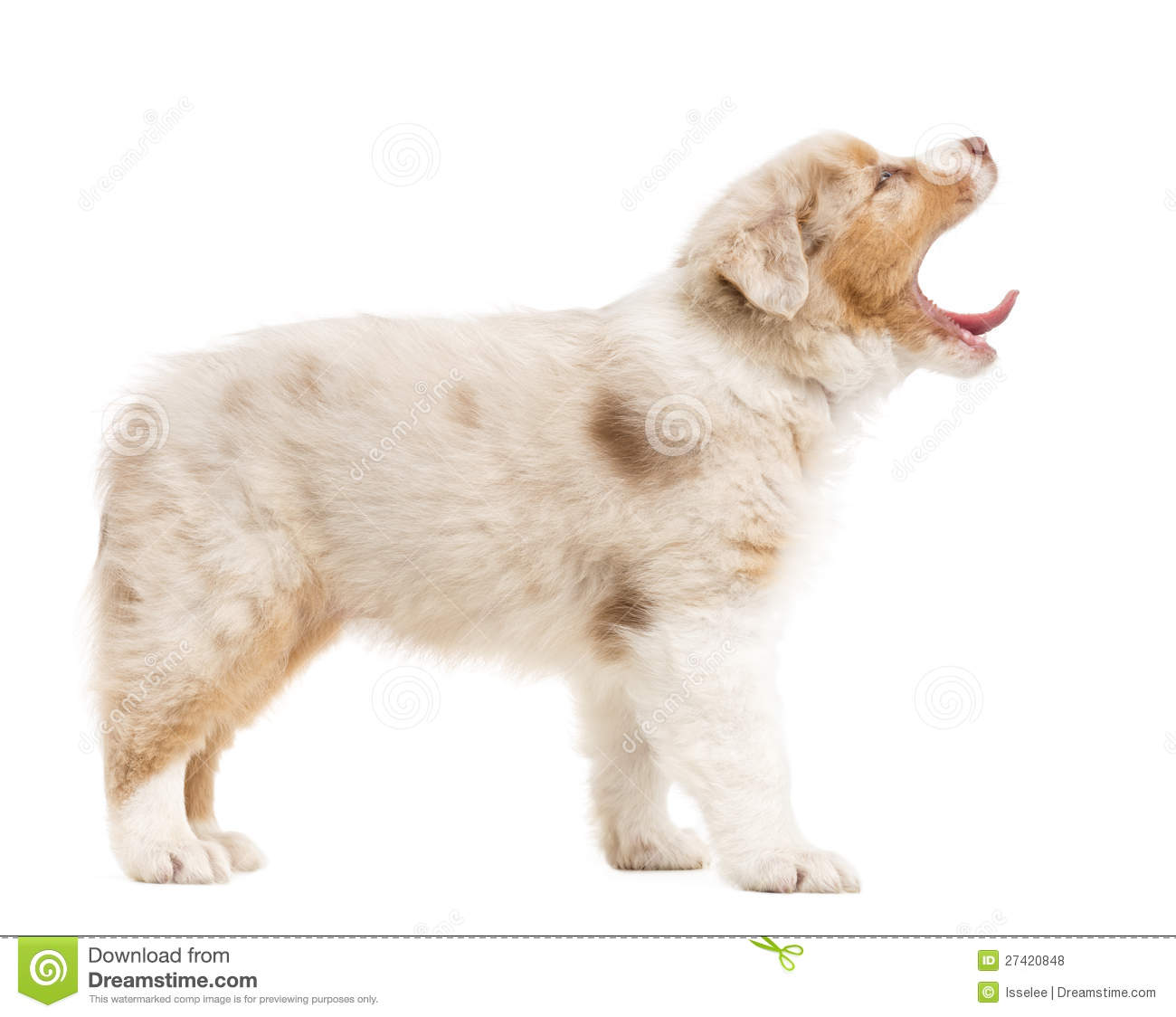 Side View Of An Australian Shepherd Puppy Standing And Yawning Against